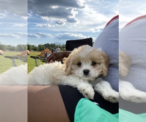 Cavachon Puppy for sale in BARRETT PARKWAY, GA, USA