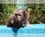 Small #10 ShihPoo