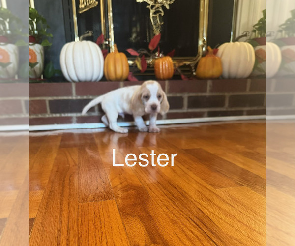 Medium Photo #2 Beagle Puppy For Sale in NATHALIE, VA, USA