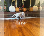 Puppy Lester Beagle