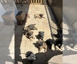 Small Photo #17 Cane Corso Puppy For Sale in RANCHO PALOS VERDES, CA, USA