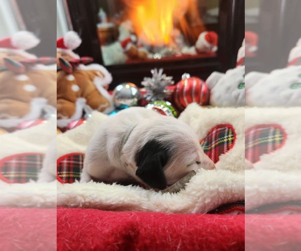 Medium Photo #4 Dalmatian Puppy For Sale in VASSALBORO, ME, USA