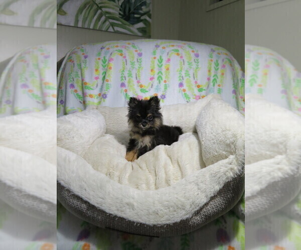 Medium Photo #2 Pomeranian Puppy For Sale in COOKEVILLE, TN, USA