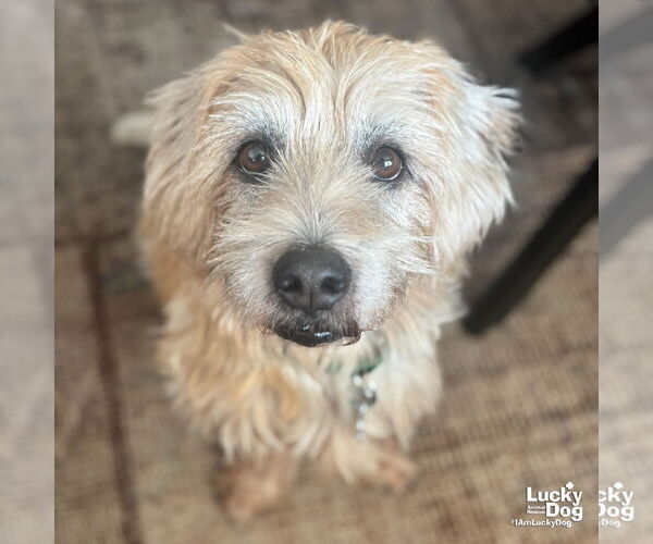 Medium Photo #2 Unknown-Wheaten Terrier Mix Puppy For Sale in Washington, DC, USA