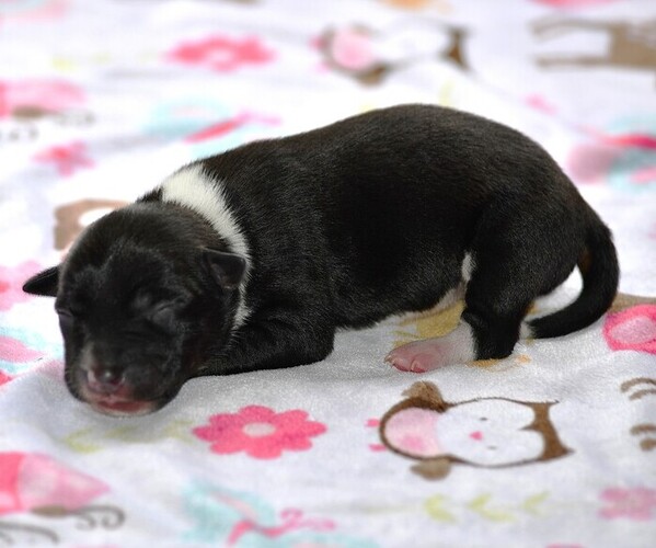 Medium Photo #11 Rat Terrier Puppy For Sale in PETERSBURG, PA, USA