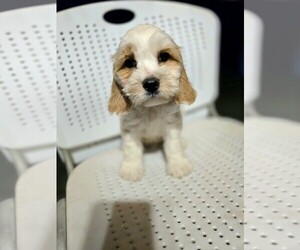 Cock-A-Poo Puppy for sale in HOLLISTER, CA, USA