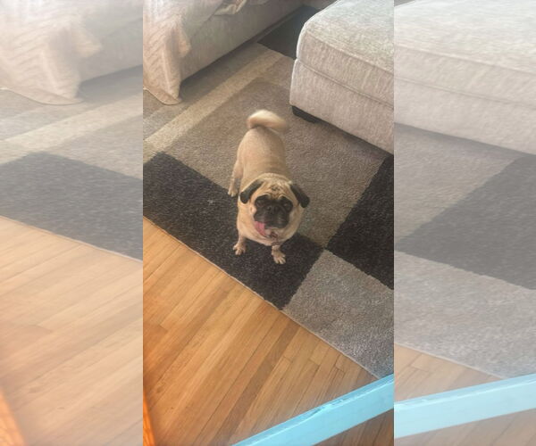 Medium Photo #7 Pug Puppy For Sale in Duluth, MN, USA
