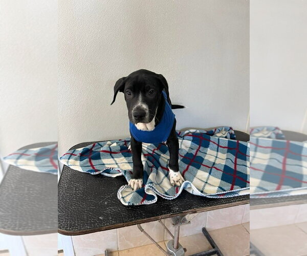 Medium Photo #2 Labbe Puppy For Sale in Osgood, IN, USA