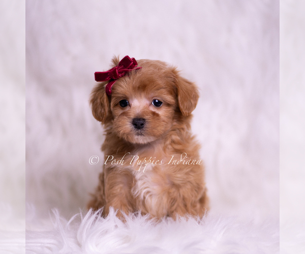 Medium Photo #67 Maltipoo (Miniature) Puppy For Sale in WARSAW, IN, USA