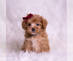Small Photo #67 Maltipoo (Miniature) Puppy For Sale in WARSAW, IN, USA