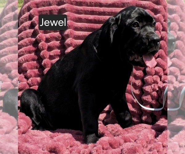 Medium Photo #8 Cane Corso Puppy For Sale in MINERAL WELLS, WV, USA