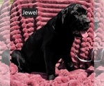 Small #7 Cane Corso