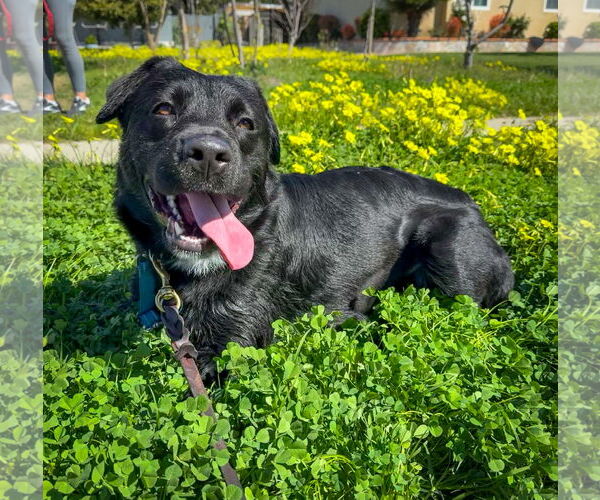 Medium Photo #11 Labrador Retriever Puppy For Sale in San Diego, CA, USA