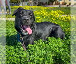 Small #10 Labrador Retriever