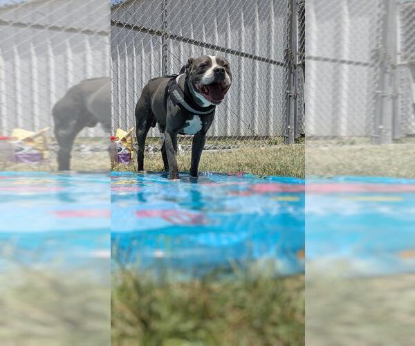 Medium Photo #4 Staffordshire Bull Terrier Puppy For Sale in Monte Vista, CO, USA