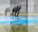 Small #3 Staffordshire Bull Terrier
