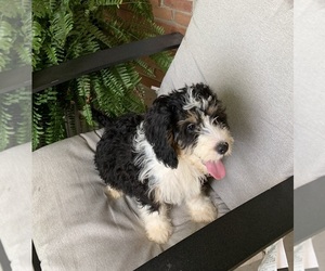 Bernedoodle (Miniature) Puppy for sale in FREDERICKSBURG, OH, USA