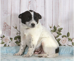 Australian Cattle Dog Puppy for sale in PENNS CREEK, PA, USA