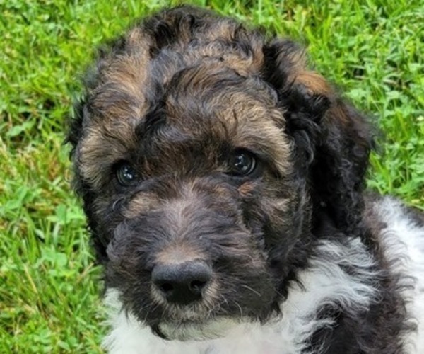Medium Photo #1 Bernedoodle Puppy For Sale in SAINT LOUIS, MO, USA