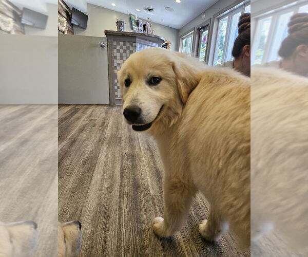 Medium Photo #2 Aussie Pyrenees Puppy For Sale in Silver Spring, MD, USA