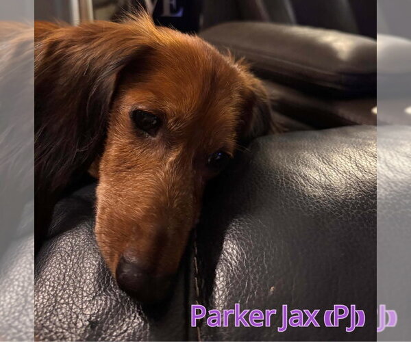 Medium Photo #4 Dachshund Puppy For Sale in San Antonio, TX, USA