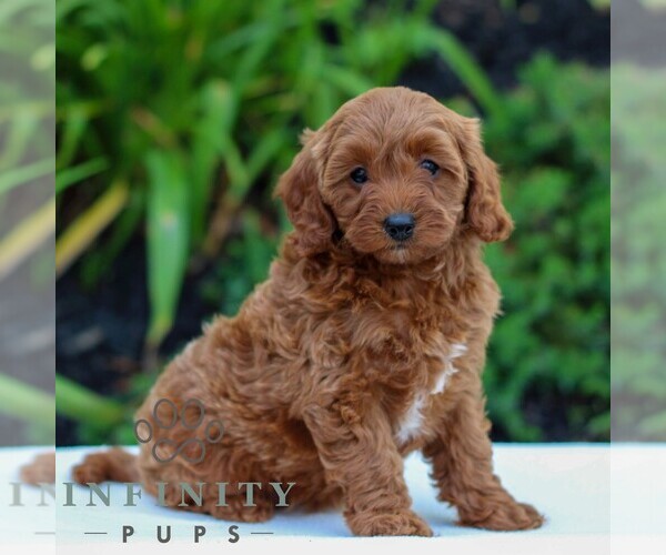 Medium Photo #4 Cavapoo Puppy For Sale in LITITZ, PA, USA