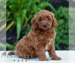 Small #3 Cavapoo