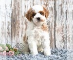 Small #4 Goldendoodle (Miniature)