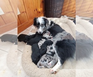 Mother of the F2 Aussiedoodle puppies born on 01/10/2021