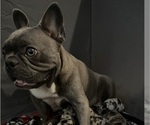 Small #6 French Bulldog
