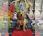Small Photo #16 Golden Retriever Puppy For Sale in CUMMING, GA, USA