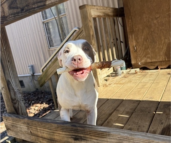 Medium Photo #4 American Pit Bull Terrier-American Staffordshire Terrier Mix Puppy For Sale in RINGGOLD, GA, USA