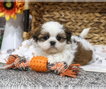 Tin Man - Male Shih Tzu Puppy for Sale - Photo #4