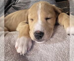 Small #3 Catahoula Leopard Dog-Labrador Retriever Mix