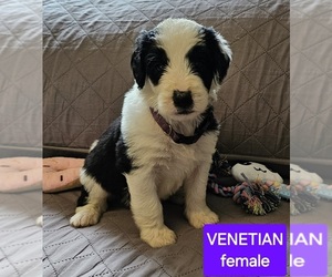 Sheepadoodle Puppy for sale in CHARLES CITY, IA, USA