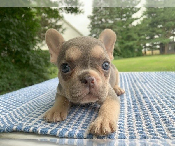 Medium Photo #2 French Bulldog Puppy For Sale in BREMEN, IN, USA