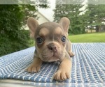 Small #1 French Bulldog