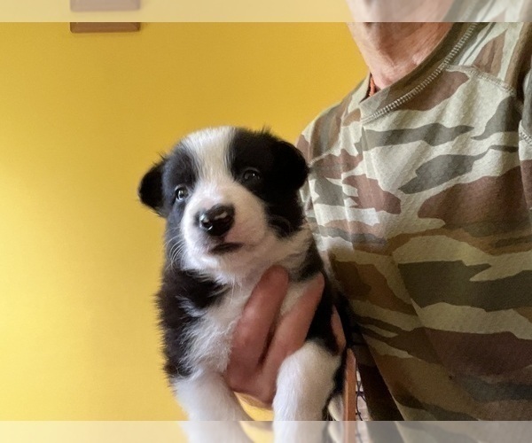 Medium Photo #14 Border Collie Puppy For Sale in KANSAS CITY, MO, USA