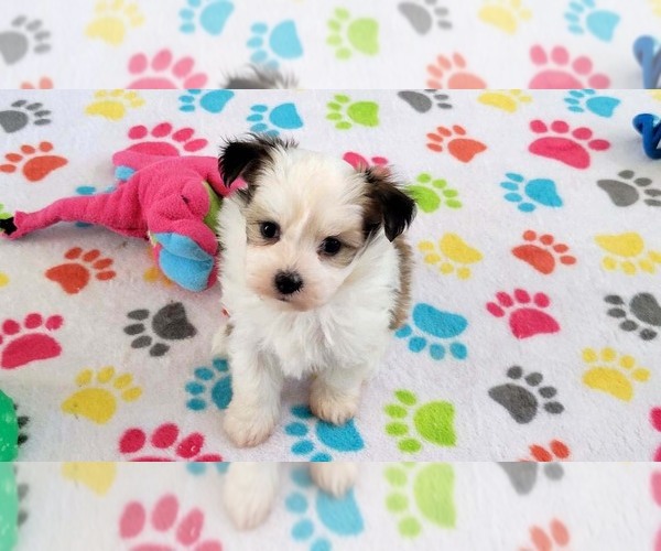 Medium Photo #9 Papitese Puppy For Sale in ORO VALLEY, AZ, USA