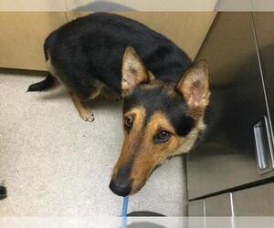 German Shepherd Dog Dogs for adoption in Riverside, CA, USA