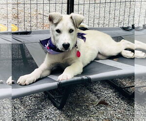 Great Pyrenees-Unknown Mix Dogs for adoption in pomfret, CT, USA