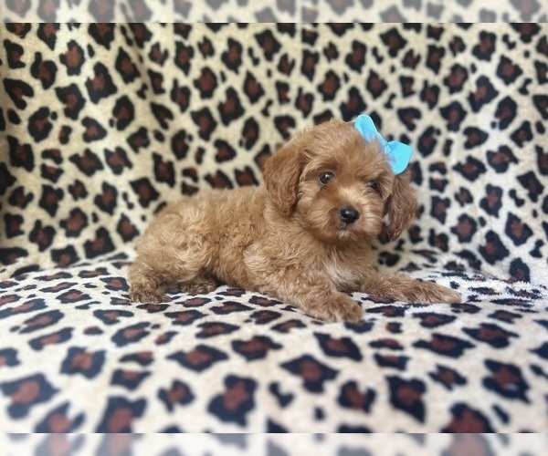 Medium Photo #2 Cock-A-Poo Puppy For Sale in LAKELAND, FL, USA
