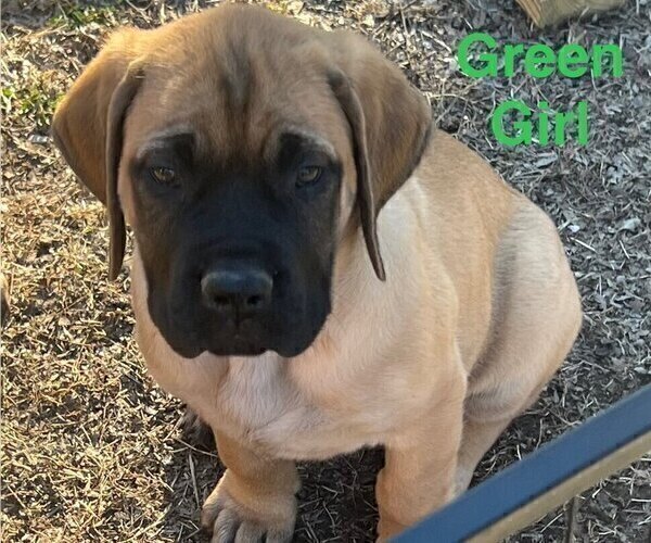 Medium Photo #8 Mastiff Puppy For Sale in BIXBY, OK, USA