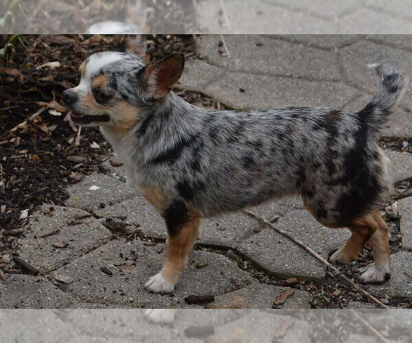 Medium Photo #1 Chihuahua Puppy For Sale in NEWVILLE, PA, USA