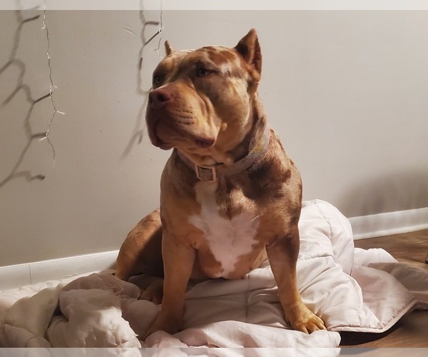 Medium Photo #1 American Bully Puppy For Sale in WEST MILTON, OH, USA