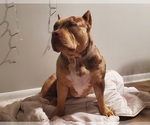 Small Photo #1 American Bully Puppy For Sale in WEST MILTON, OH, USA