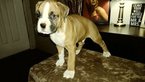 Small Photo #1 Boxer Puppy For Sale in KENNEWICK, WA, USA