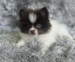 Puppy Hourly Pomeranian