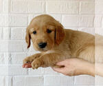 Small Photo #6 Golden Retriever Puppy For Sale in STUARTS DRAFT, VA, USA