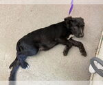 Small Labrador Retriever Mix